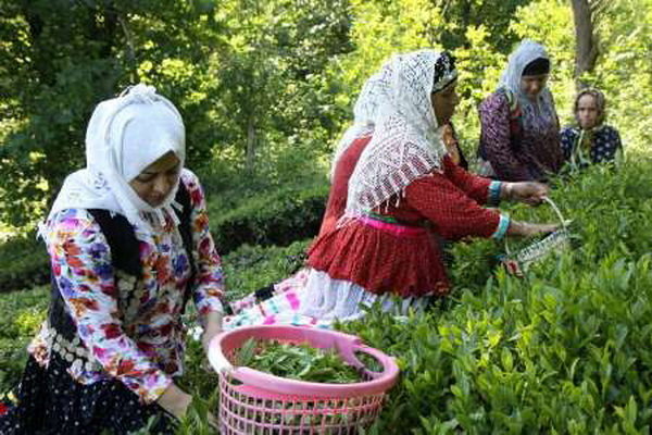 هنوز ۱۳ درصد از مطالبات چایکاران باقی مانده است