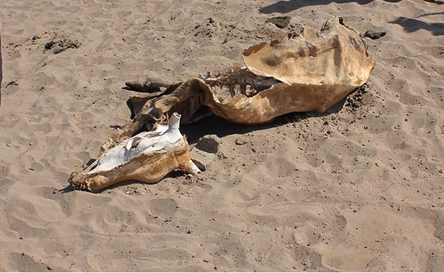 تحلیل انتقال آب از سرشاخه های هلیل رود جیرفت به کرمان