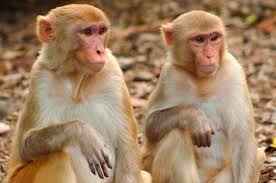 پرخاشگرترین میمون دنیا با قاچاق به ایران آمده و در جنگل‌های شمال است/میمون مرگ آفرین رزوس به ایران آمد