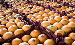 دست‌های پنهان پشت واردات پرتقال‌ مصری/واردات پرتقال سرما زده خارجی