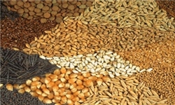 تولید ۶۰ درصد خوراک دام در واحدهای غیرمجاز/ آئین‌نامه‌های سلیقه‌ای دولت مانعی برای تولید و صادرات خوراک دام