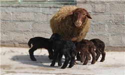 قیمت گوسفند در ایران ۳ برابر کشورهای همسایه است/ دام قاچاق عامل شیوع تب برفکی