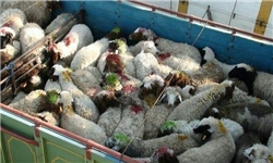 اجرای طرح تضمین کیفیت محصولات صادراتی دامی به روسیه/ ۸۷ هزار آزمایش برای باقی‌مانده سموم در فرآورده‌ دامی