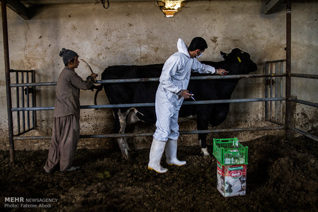 واکسیناسیون ۱۲۰۰۰۰ راس دام سنگین در استان کرمانشاه