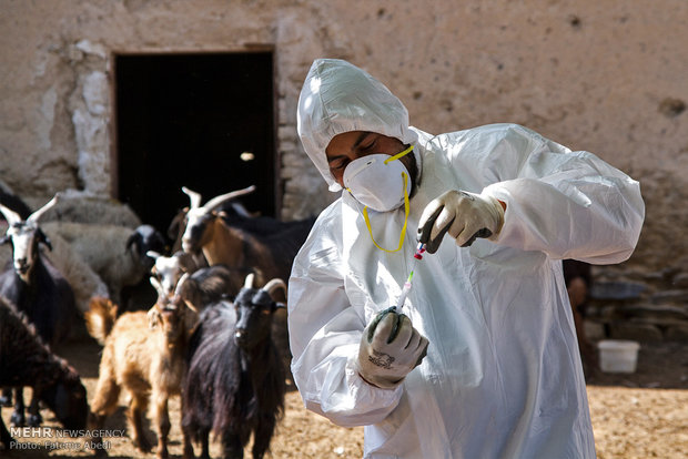 واکسیناسیون ۱۲۰هزاردام علیه تب برفکی ولمپی‌اسکین دراستان کرمانشاه