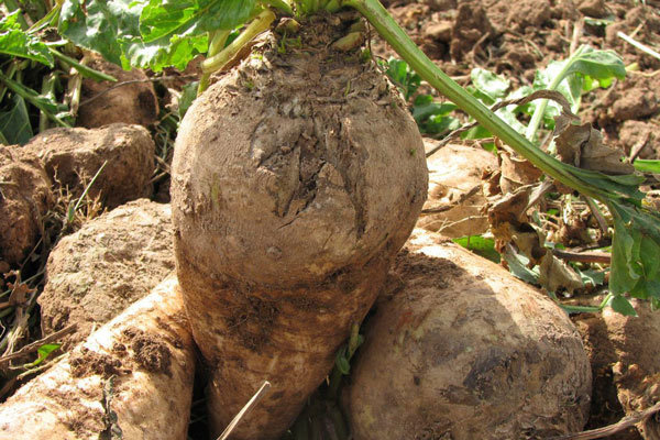 ۶۰درصد مطالبات چغندرکاران پرداخت شد/افزایش۱۲۰درصدی سطح کشت پاییزه