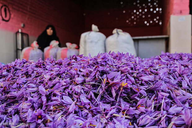 بورس کالای ایران مرجع قیمت گذاری زعفران دنیا می شود