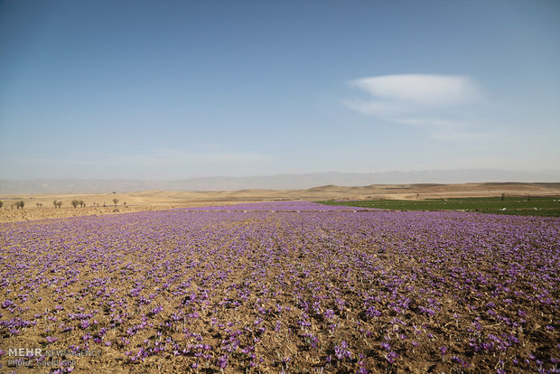سایه سنگین رکود بر بازار زعفران/حداقل و حداکثر نرخها اعلام شد