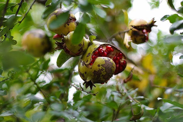 اعلام نشدن نرخ خرید تضمینی محصولات باعث بلاتکلیفی کشاورزان می‌شود