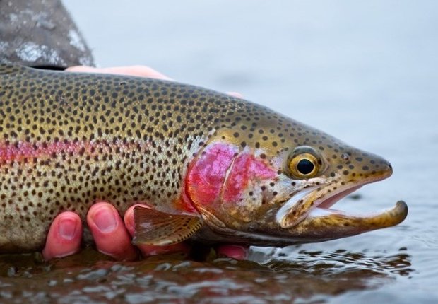 تولید ۹۵۰ هزارتن محصول آبزی/همکاری شیلاتی ایران و ماداگاسکار