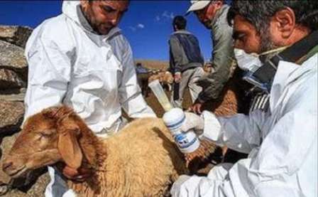 ایرلند و سوئیس به دنبال آموزش تخصصی پروتکل های بهداشتی دام در ایران هستند