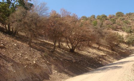 حیات جنگل های بلوط در استیلای دیو خشکسالی