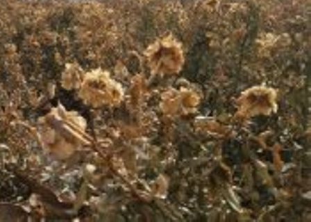 سرما بیش از دو میلیارد ریال به مزارع گل محلات استان مرکزی خسارت زد