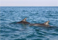 اجرای گشت دریایی برای تعیین توده زنده کفزیان آبهای استان هرمزگان