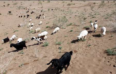 فقر مراتع ۵۰۰هزار واحد دامی استان یزد را در شرایط دشواری قرار داده است
