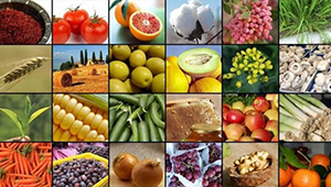 قیمت جهانی مواد غذایی کاهش یافت