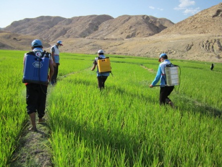 مصرف سرانه سموم در کشاورزی ایران، عامل سرطان شناخته شد