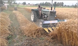 تولید غلات در روسیه به بیشترین میزان ۴۰ سال گذشته رسید