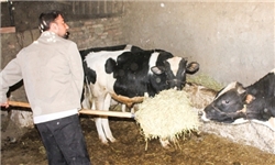 از کابینت‌سازی تا گاوداری با درآمد ماهانه ۱۵ میلیون تومان