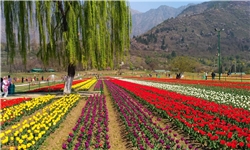 افتتاح بزرگترین پایانه صادراتی گل و گیاه ایران تا نیمه امسال/ ورود قاچاق گیاهان زینتی به کشور