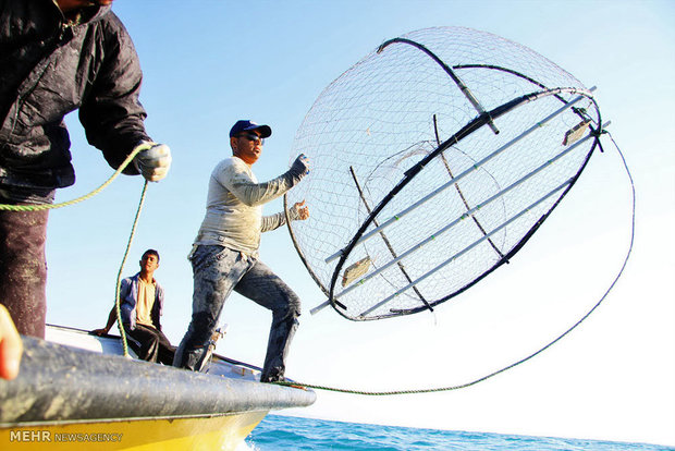 صید ماهی شوریده در آب‌های خوزستان و بوشهر آزاد شد
