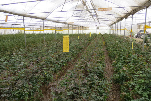 ۱۱۰۰ هکتار گلخانه به متقاضیان واگذار شد