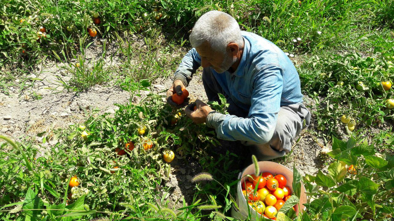 ارتقای سلامت ۸محصول کشاورزی معطل بودجه