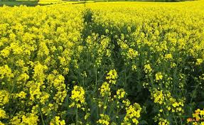 کلزا از گیاهان هدف برای کشت فرا سرزمینی