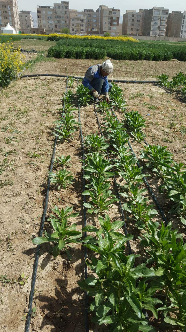 نخستین رویداد بین المللی روزهای مزرعه ایران با همکاری انجمن کشاورزان آلمان برگزار می شود