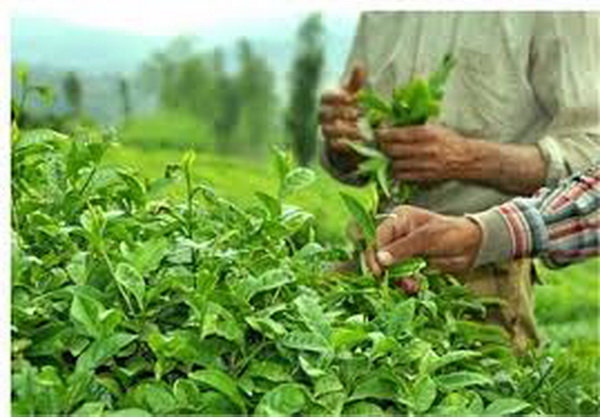 احتمال افزایش ۱۰درصدی تولید چای در سال جاری