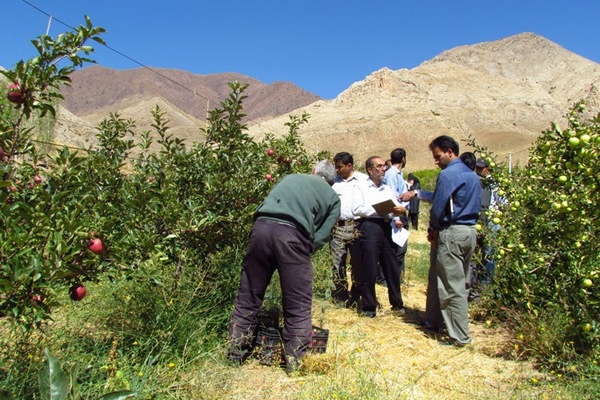 ۱۰ هزار مروج، آخرین یافته های تحقیقاتی را به مزارع منتقل می کنند/اجرای نظام نوین ترویج در ۱۰ هزار پهنه کشاورزی