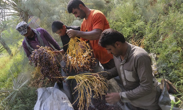 تنش آبی در حال نابود کردن نخل‌های شادگان است/ مردم آب شرب ندارند