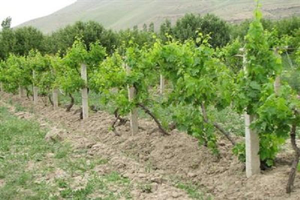 اجرای قانون رفع تداخل زمین توسعه کردستان را به دنبال دارد