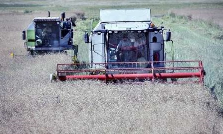 کشت کلزا امسال در کشور سه برابر شده است