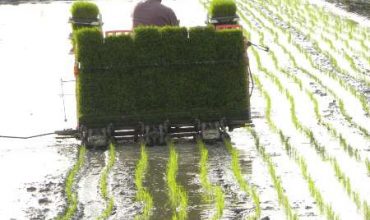 برنامه‌های بهره وری و توسعه مکانیزاسیون برای افزایش خوداتکایی تولید برنج