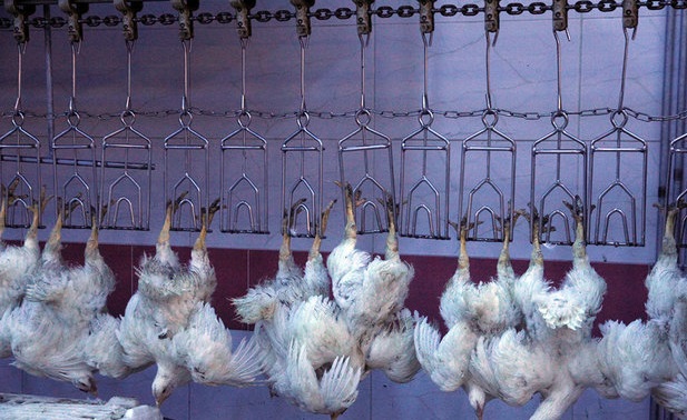 توزیع ویژه مرغ در استان تهران آغاز شد/قیمت انواع مرغ وگوشت‌ دولتی