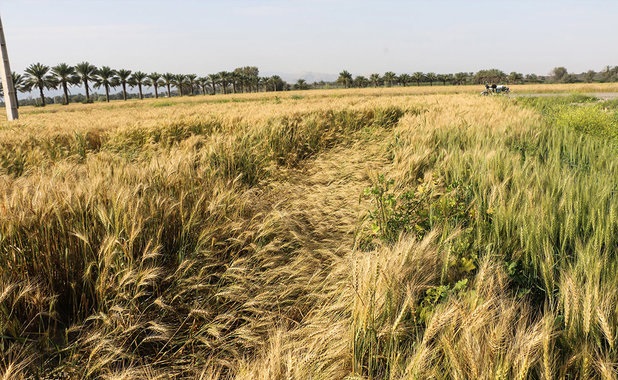 آمادگی برای عرضه گندم در بورس به قیمت تضمینی