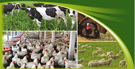 فروش بدون نسخه ۹۰ درصد داروهای تخصصی دام و طیور در داروخانهها