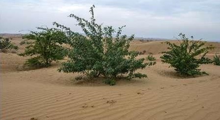 همکاری کشورهای منطقه برای حل مشکل گرد و غبار الزامی است