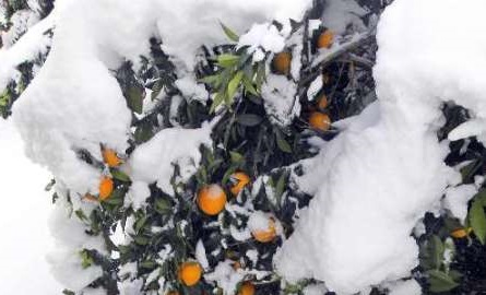 پرداخت ۲۷۷۳ میلیارد ریال کمک دولت به باغداران خسارت دیده مازندران