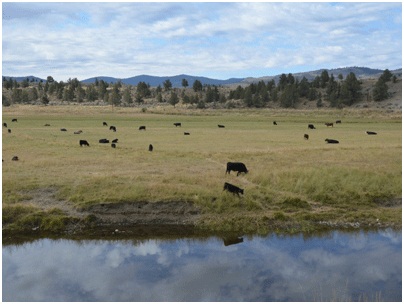 رفع تصرف ۲۵۰ هکتار اراضی ملی استان تهران