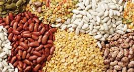 تولید حبوبات به ۷۳۷ هزار تن می رسد