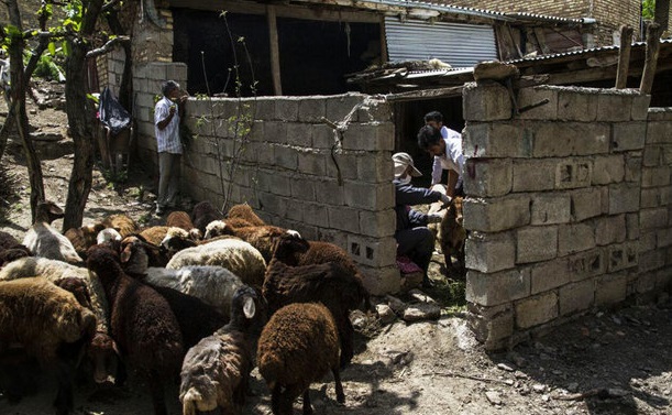 کمبود اعتبار داریم، واکسیناسیون تب برفکی را محدود کردیم