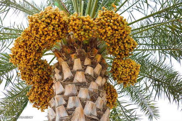 نخلداران آبادان برای مقابله با نوعی سوسک مخرب آموزش دیدند