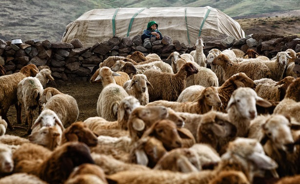 اختصاص ۱.۵ میلیارد دلار از منابع صندوق توسعه ملی به عشایر