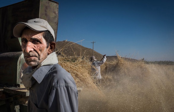 دولت پول گندمکاران کردستانی را نداد/ افت ۵۰ درصدی تولید