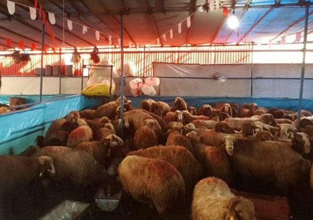 خروج دام از مراتع ییلاقی و اجرای مدیریت چرا در مراتع قشلاقی استان تهران