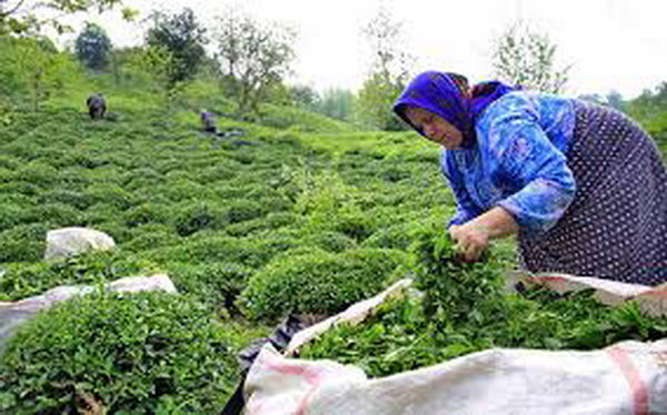 افزایش ۲۳۰ درصدی درآمد چایکاران