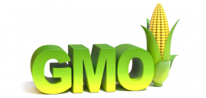 GMO