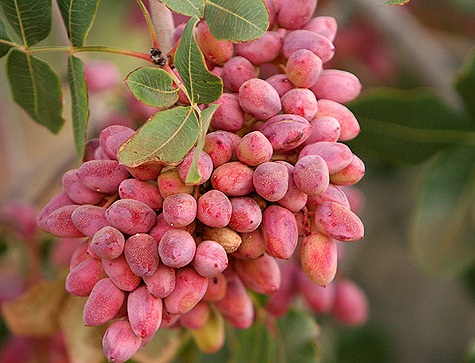 امسال صادرات ۱۵۰ هزارتن پسته پیش بینی می شود